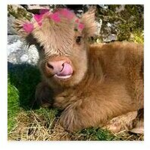 Club cows