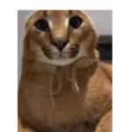 MaoMao gang