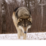 Wolf Gang (Animal Simulator)