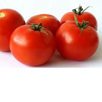 tomato family