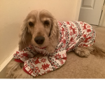 love for puppers