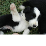 Border Collie Fans
