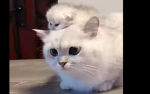 The little_kitties