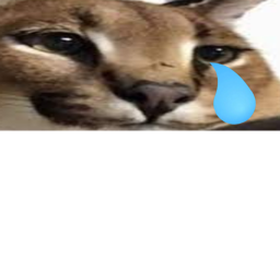 Raise a floppa sad story