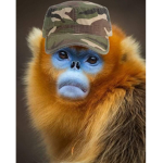 The best MONKE In The Word