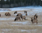 Big SageBrush Herd