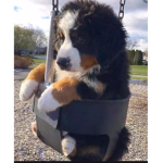 Dogz Forever