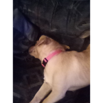 TheSassyDoge