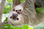 Comet sloth club
