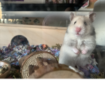 My little hamster