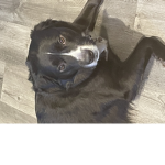 My Dog izzie