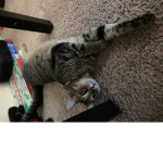 The Playful Pets