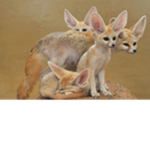 Fence Foxes United