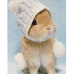 ×•Bunnies•×
