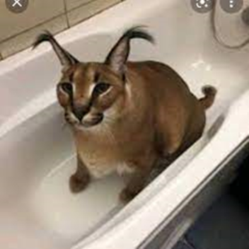 Raise a Floppa (Fanmade)