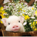 -Piggies For Life!!!-