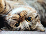 THE CATS join if u like cats