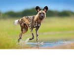 The Wild Dog Den
