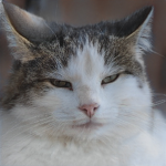 Team Boudit cat