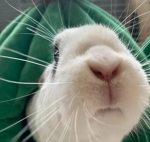Rabbitt