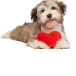 #team dog love forever