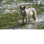 furrys/wolfs