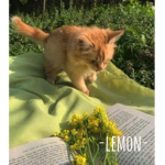 -lemon-