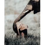 forever elephants