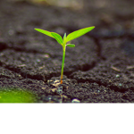 The Plant Society.