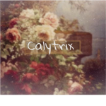 Calytrix
