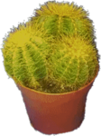 Melon collective