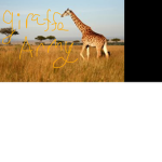 Giraffe Army Official