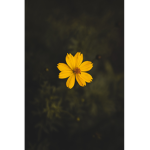 Spore Crawler