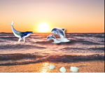 Sunshine Seashells