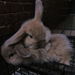 bunny-Army