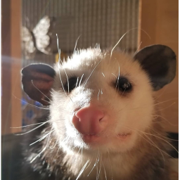 amongus