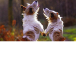 ~*Perritos*~