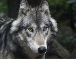 WolfyPlays