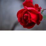 petal group1233