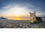 Mental Cats