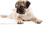 dogs are amazing!!!!!!