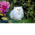 kitten cat the love group