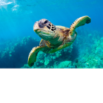 Turtlethepinkqueen:D