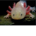 Iron axolotl team