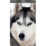 Huskies are cool!