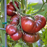 Tomato Fans