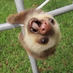 sloth sloth sloth