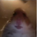 ShadowNoobleader