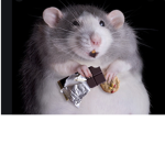 This is the group for rats