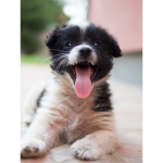 Piggy doggy studios